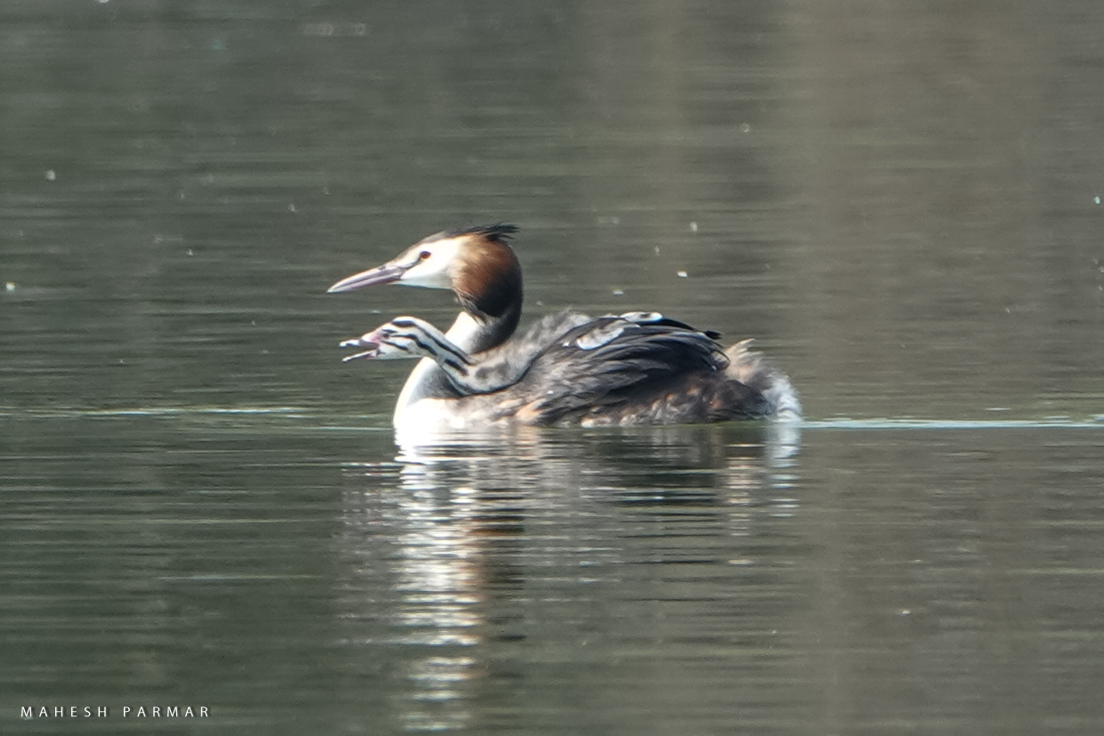 Great Crested Grebe